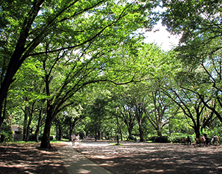 Inokashira Park